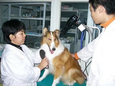 家禽家畜專業(yè) 看似冷門卻就業(yè)廣闊的高潛力選擇