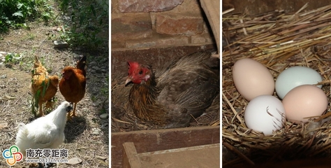 南充飲食新風(fēng)尚 私人定制服務(wù)引領(lǐng)健康飲食潮流