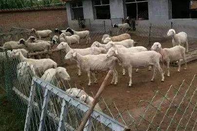 一萬元在農(nóng)村能養(yǎng)殖哪些家禽家畜？