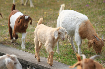 羊群的水邊牧歌 生態(tài)與經濟雙贏的自然畫卷