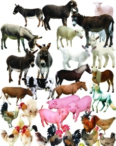 家畜與家禽 人類馴養動物的歷史圖鑒與生態貢獻